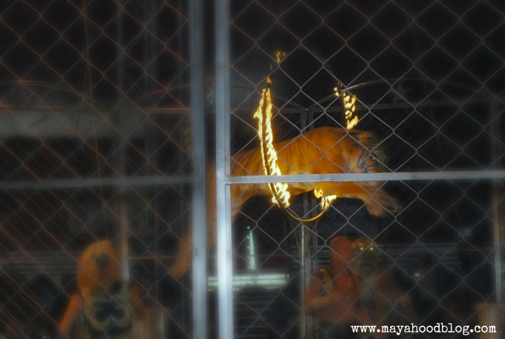 Shrine Circus Tiger