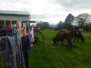 ACMA laundry & cows