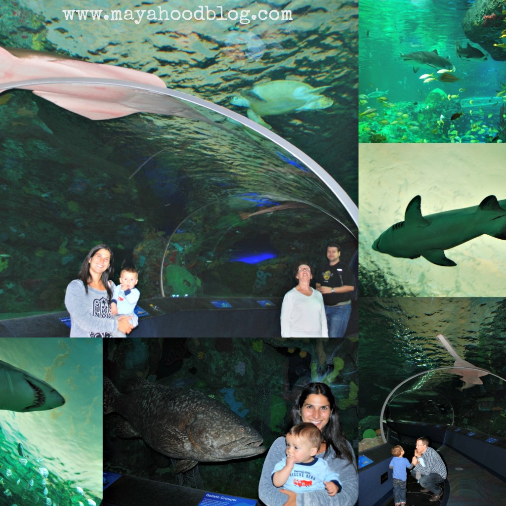 Ripley's Aquarium Toronto 2