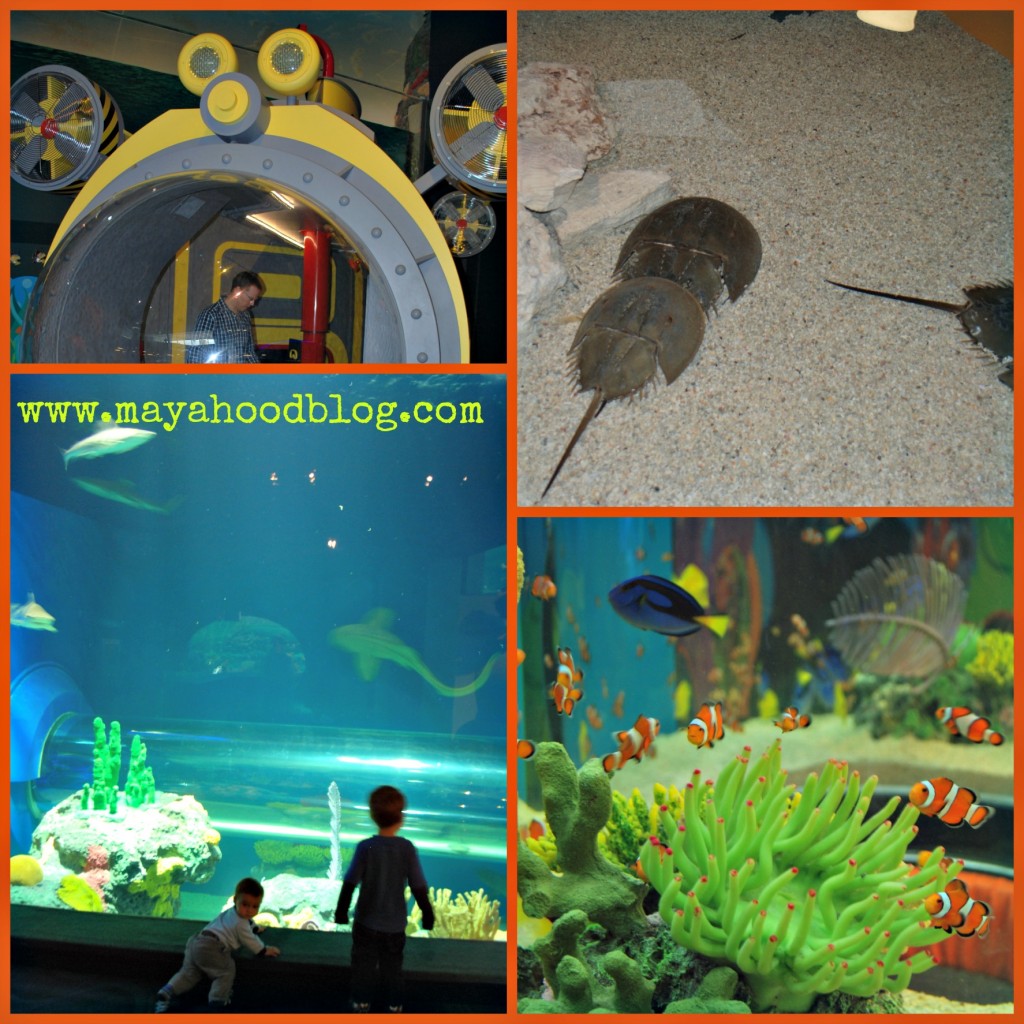 Ripley's Aquarium Toronto 5