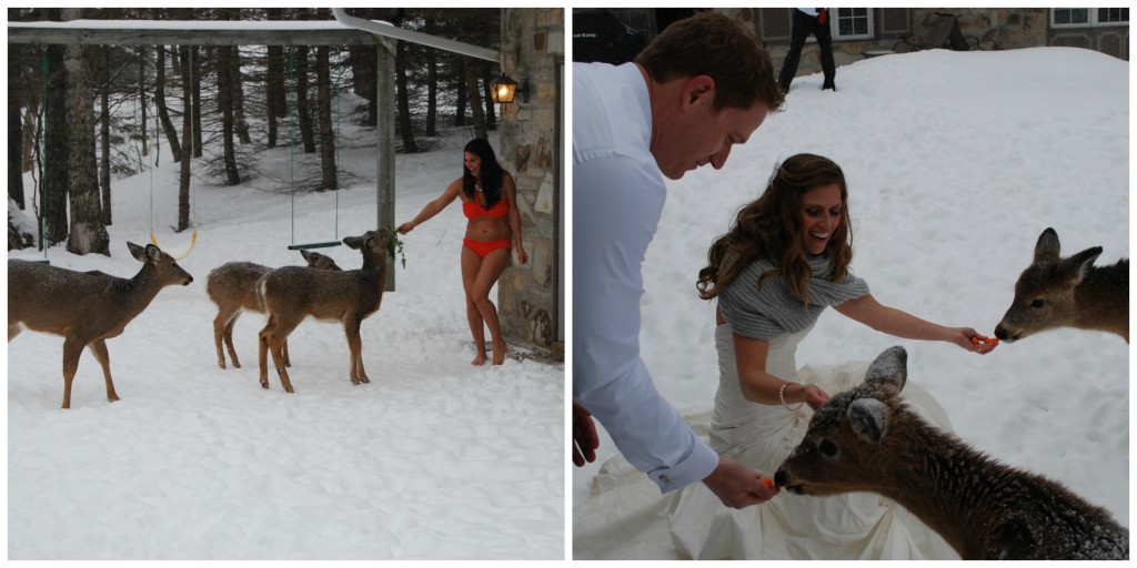 Tremblant deer feeding