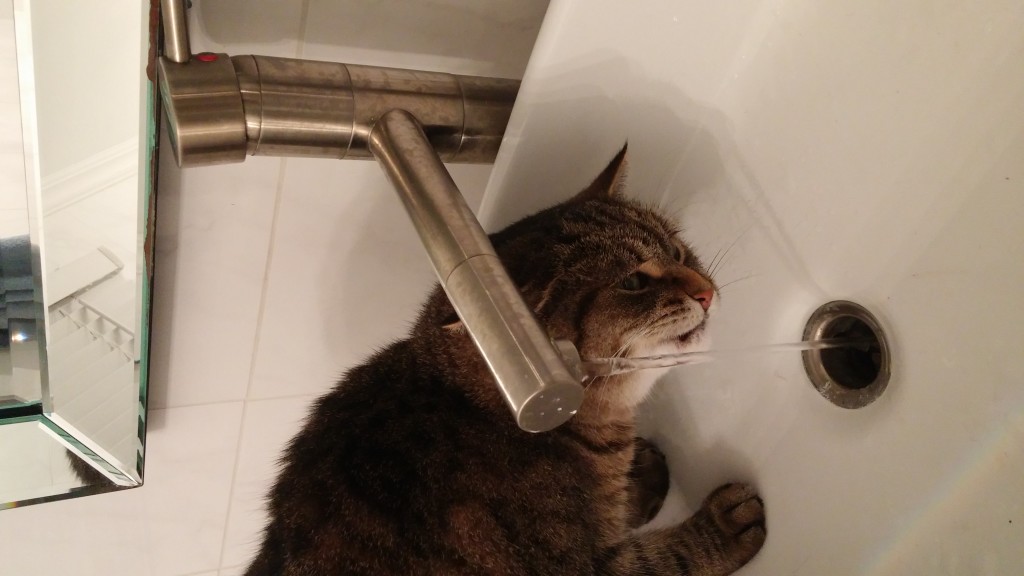 Kitty ONLY drinks from a running tap