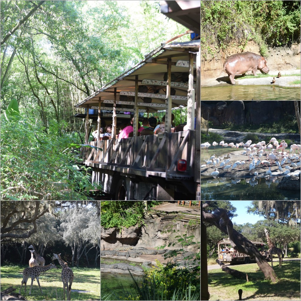 WDW AnimalKingdom Safari ride
