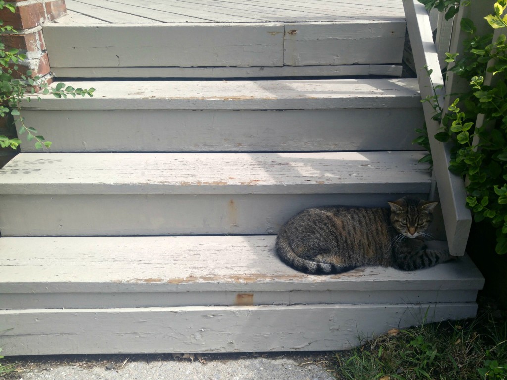 kitty on steps