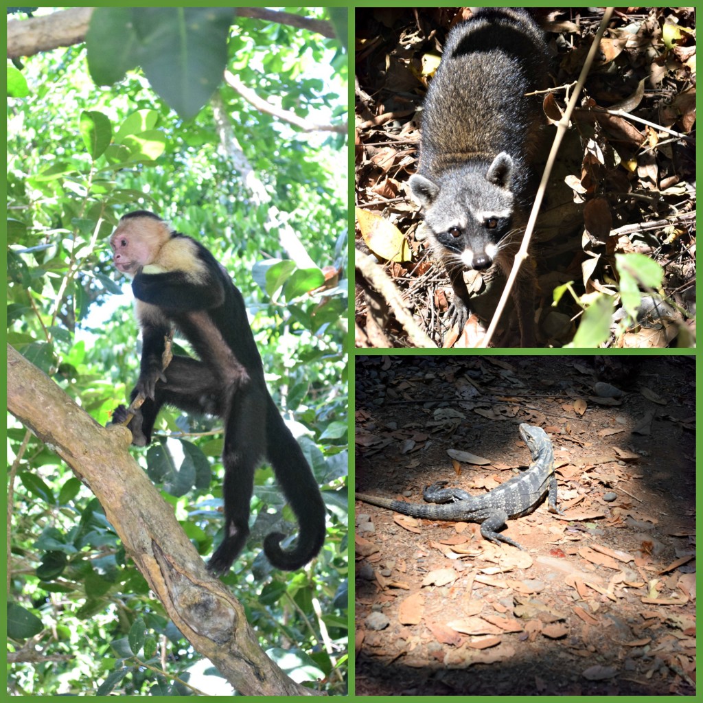 Costa Rica Wildlife animals